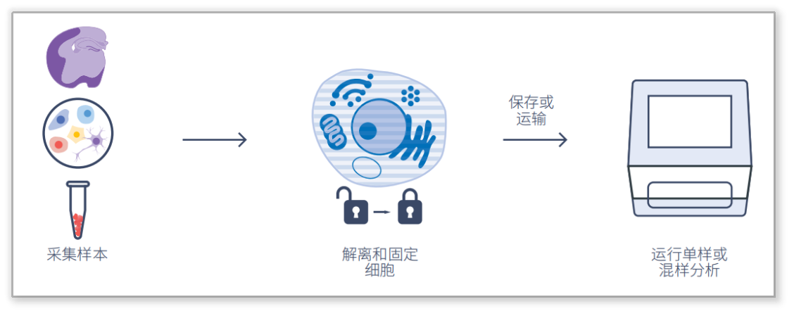 FLex RNA單細胞轉(zhuǎn)錄組測序