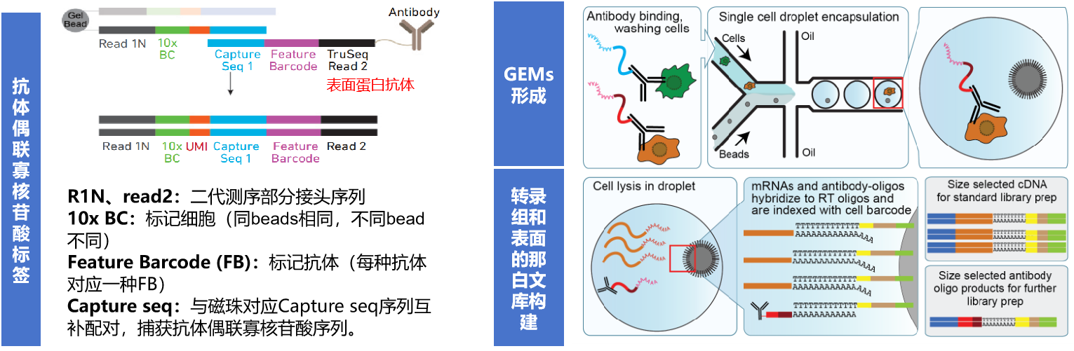 表面蛋白標記（CITE-seq）