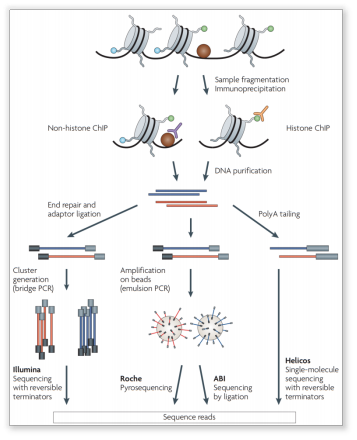 ChIP-seq
