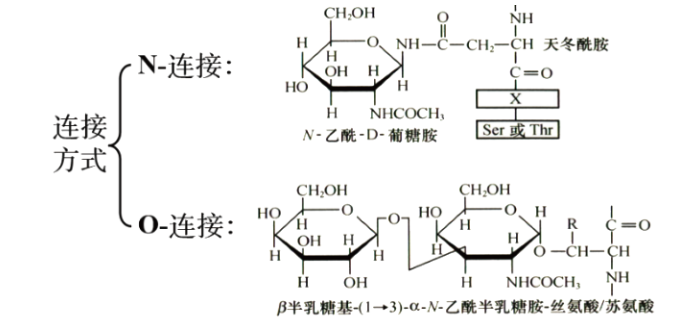 糖基化（N/O）修飾蛋白組學(xué)