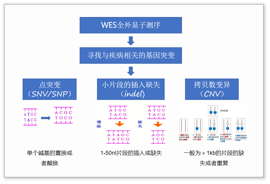 全外顯子測序