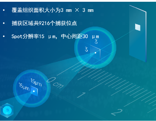 DynaSpatial HD（高分辨率）空間轉(zhuǎn)錄組測(cè)序
