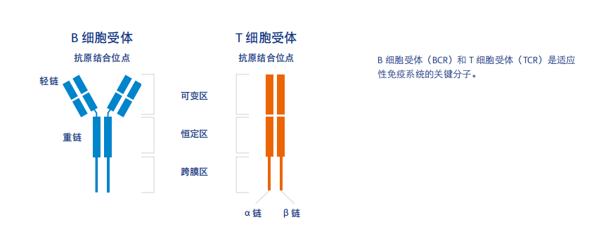 單細胞免疫組庫（V(D)J）測序